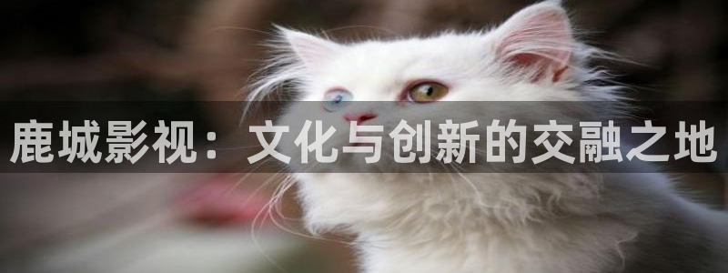 桔子午夜电影网：鹿城影视：文化与创新的交融之地